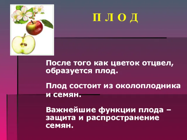 П Л О Д После того как цветок отцвел, образуется