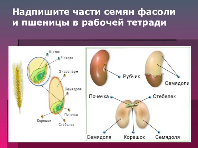 Надпишите части семян фасоли и пшеницы в рабочей тетради