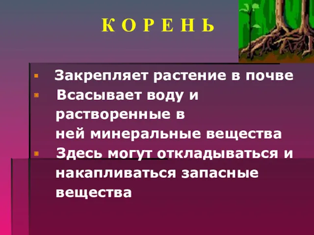 К О Р Е Н Ь Закрепляет растение в почве