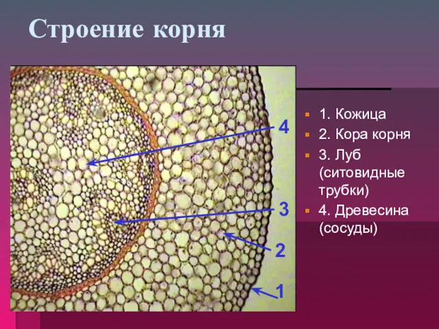 Строение корня 1. Кожица 2. Кора корня 3. Луб (ситовидные