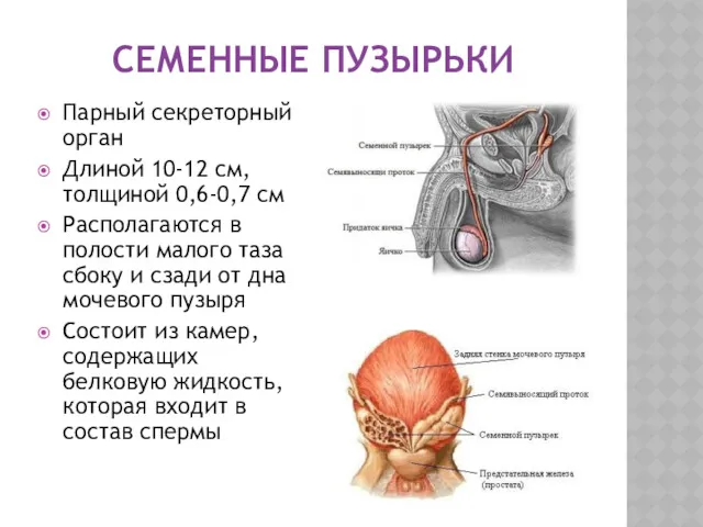 СЕМЕННЫЕ ПУЗЫРЬКИ Парный секреторный орган Длиной 10-12 см, толщиной 0,6-0,7