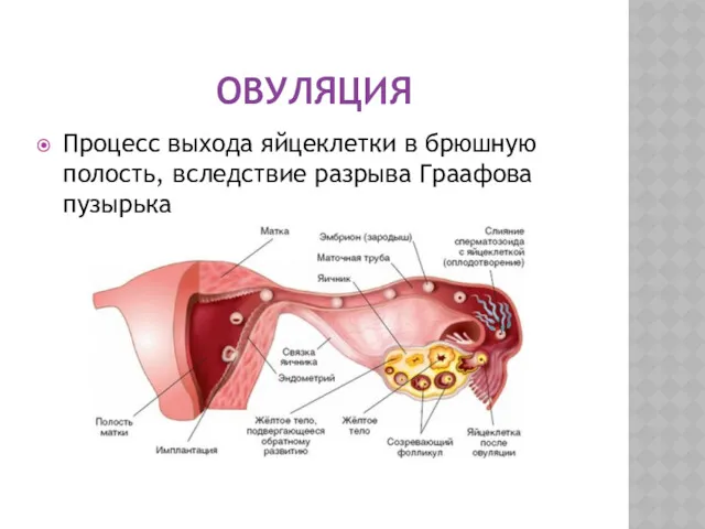 ОВУЛЯЦИЯ Процесс выхода яйцеклетки в брюшную полость, вследствие разрыва Граафова пузырька