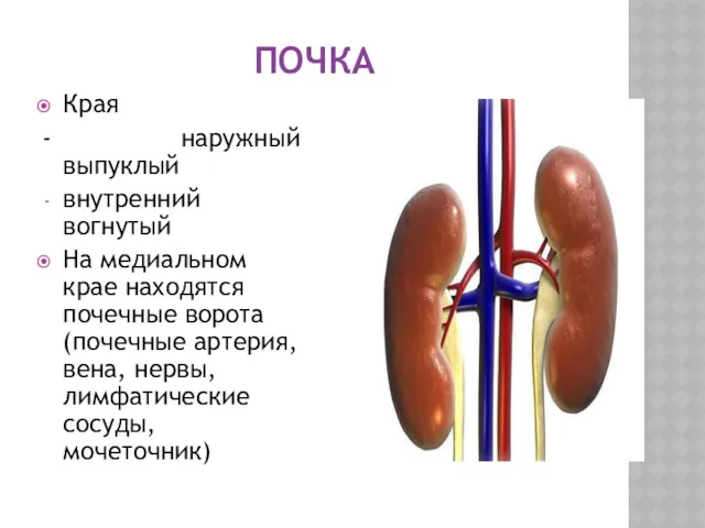 ПОЧКА Края - наружный выпуклый внутренний вогнутый На медиальном крае находятся почечные ворота