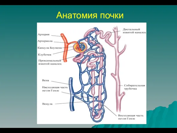 Анатомия почки