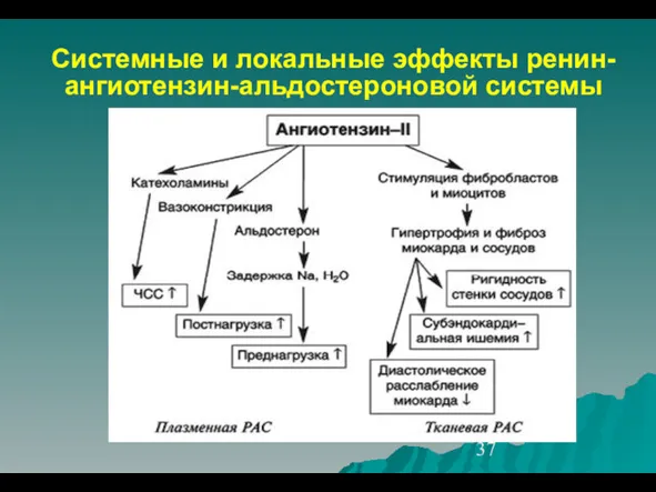 Системные и локальные эффекты ренин-ангиотензин-альдостероновой системы