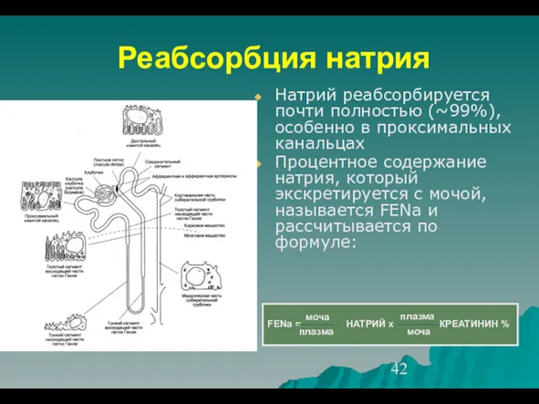 Реабсорбция натрия Натрий реабсорбируется почти полностью (~99%), особенно в проксимальных