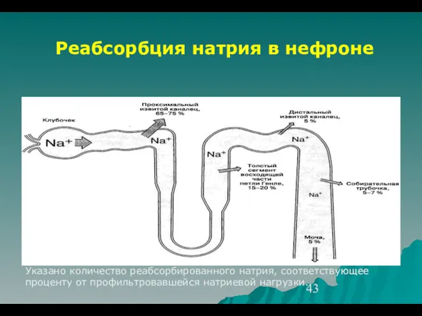 Реабсорбция натрия в нефроне Указано количество реабсорбированного натрия, соответствующее проценту от профильтровавшейся натриевой нагрузки.