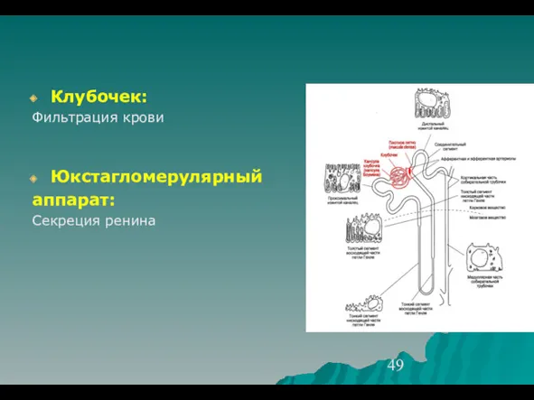 Клубочек: Фильтрация крови Юкстагломерулярный аппарат: Секреция ренина