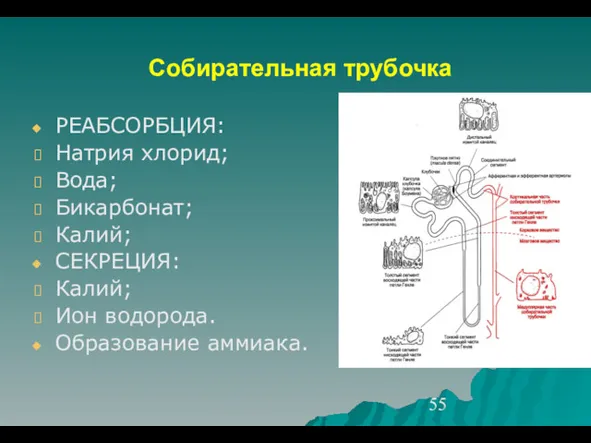 Собирательная трубочка РЕАБСОРБЦИЯ: Натрия хлорид; Вода; Бикарбонат; Калий; СЕКРЕЦИЯ: Калий; Ион водорода. Образование аммиака.