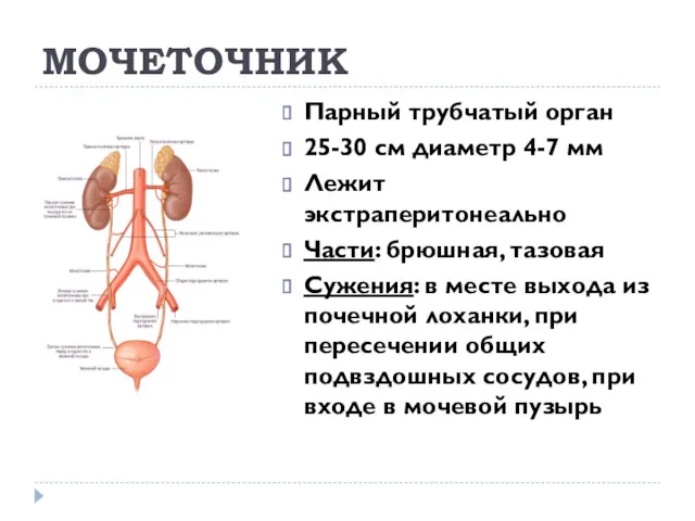 МОЧЕТОЧНИК Парный трубчатый орган 25-30 см диаметр 4-7 мм Лежит