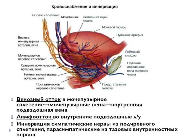 Венозный отток в мочепузырное сплетение→мочепузырные вены→внутренняя подвздошная вена Лимфоотток во