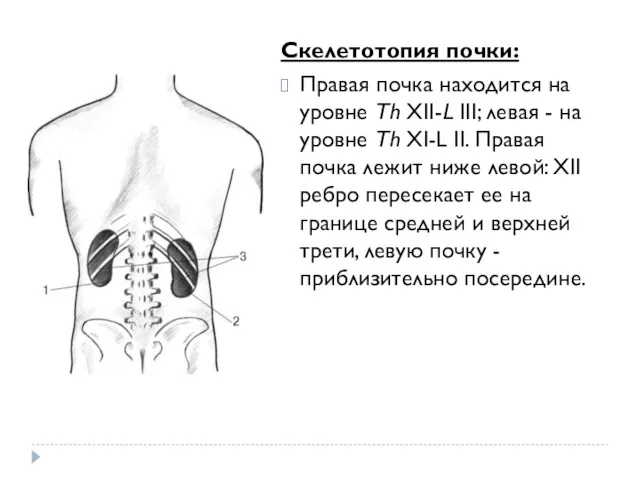 Скелетотопия почки: Правая почка находится на уровне Th XII-L III;