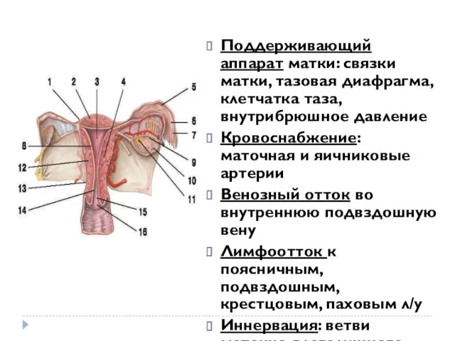 Поддерживающий аппарат матки: связки матки, тазовая диафрагма, клетчатка таза, внутрибрюшное