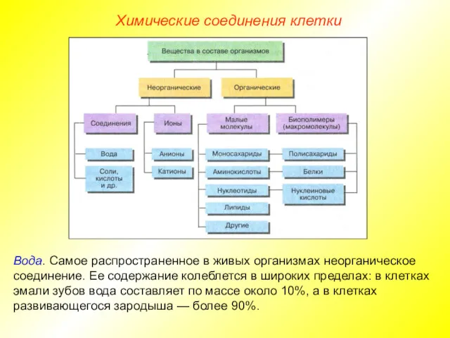 Химические соединения клетки Вода. Самое распространенное в живых организмах неорганическое