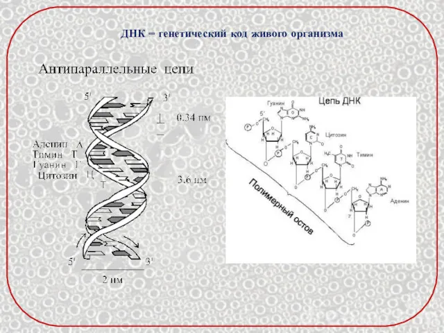ДНК – генетический код живого организма