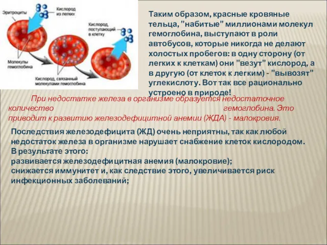 Таким образом, красные кровяные тельца, "набитые" миллионами молекул гемоглобина, выступают