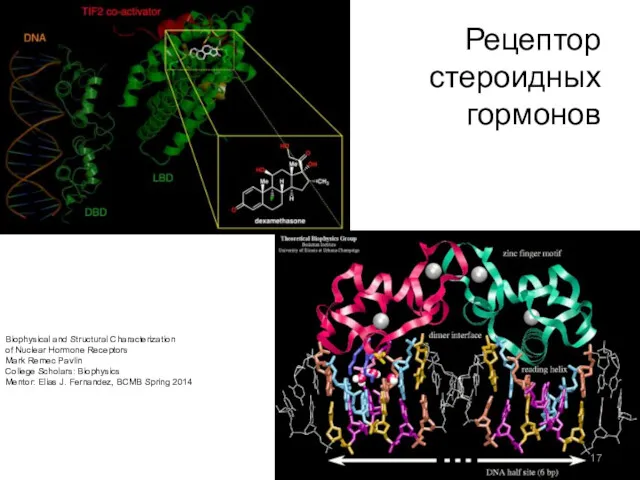 Рецептор стероидных гормонов Biophysical and Structural Characterization of Nuclear Hormone