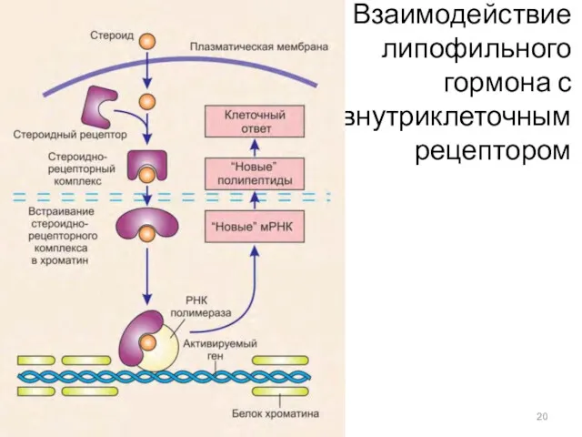 Взаимодействие липофильного гормона с внутриклеточным рецептором