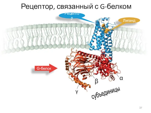 Рецептор, связанный с G-белком Рецептор Лиганд G-белок субъединицы