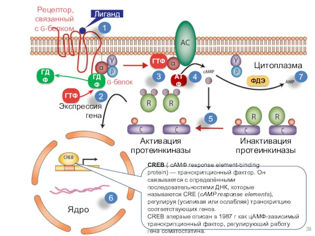 Рецептор, связанный с G-белком Лиганд ГТФ ГТФ ГДФ ГДФ G-белок