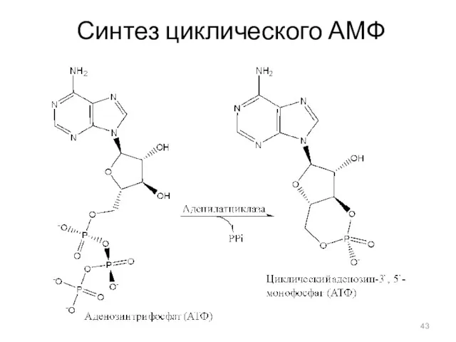 Синтез циклического АМФ
