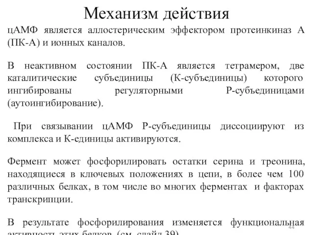 Механизм действия цАМФ является аллостерическим эффектором протеинкиназ А (ПК-Α) и