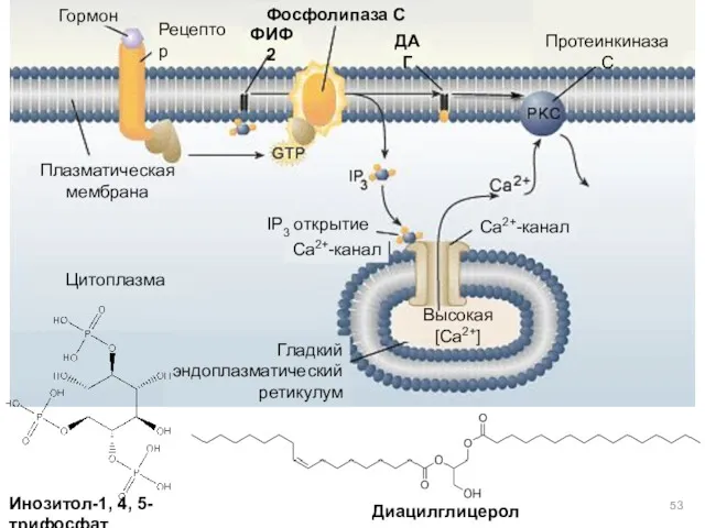Гормон Рецептор Фосфолипаза С Протеинкиназа С Цитоплазма ДАГ PTI Ca2+-канал