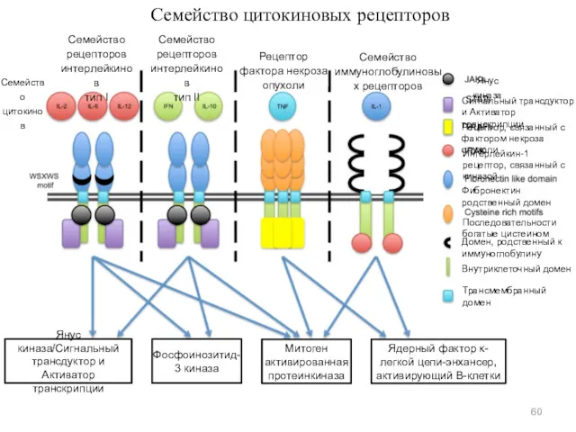 Семейство цитокиновых рецепторов Семейство рецепторов интерлейкинов тип I Семейство рецепторов