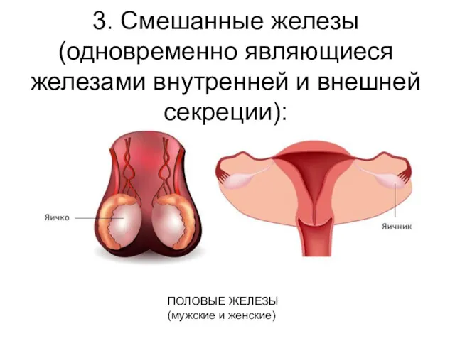 3. Смешанные железы (одновременно являющиеся железами внутренней и внешней секреции): ПОЛОВЫЕ ЖЕЛЕЗЫ (мужские и женские)