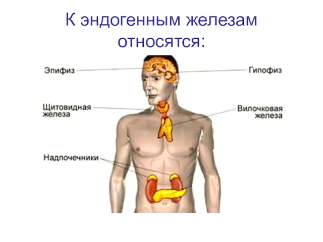 К эндогенным железам относятся: