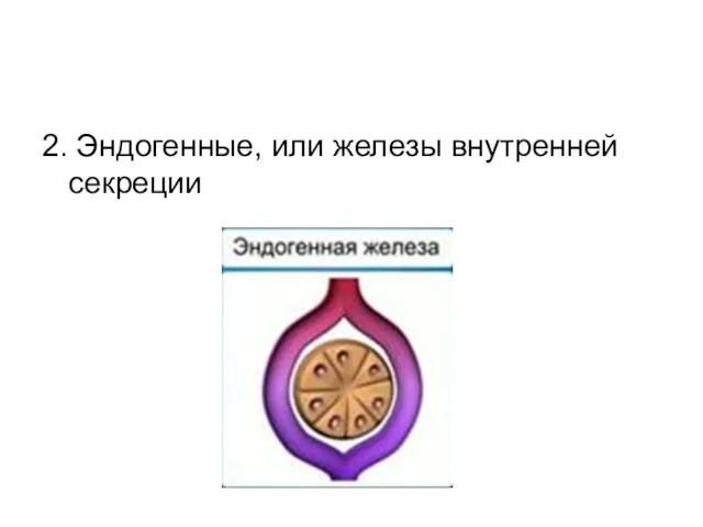 2. Эндогенные, или железы внутренней секреции