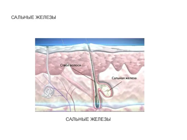 САЛЬНЫЕ ЖЕЛЕЗЫ САЛЬНЫЕ ЖЕЛЕЗЫ
