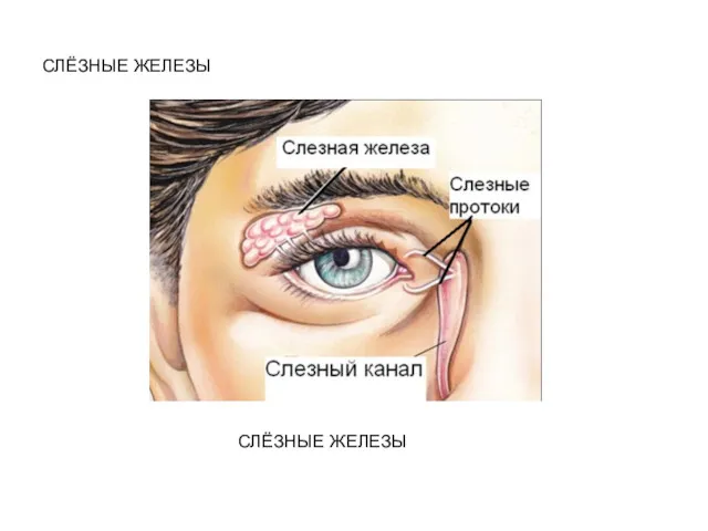 СЛЁЗНЫЕ ЖЕЛЕЗЫ СЛЁЗНЫЕ ЖЕЛЕЗЫ