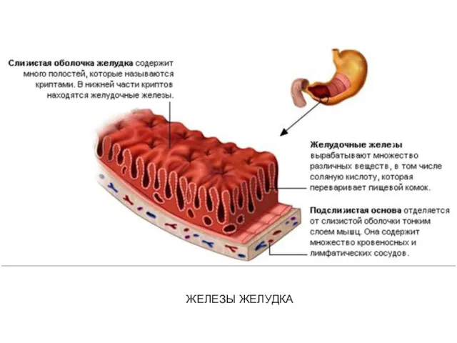 ЖЕЛЕЗЫ ЖЕЛУДКА