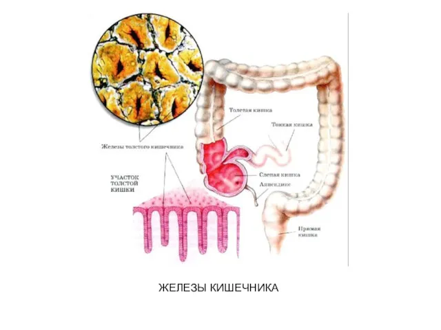 ЖЕЛЕЗЫ КИШЕЧНИКА
