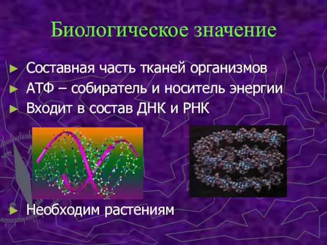 Биологическое значение Составная часть тканей организмов АТФ – собиратель и