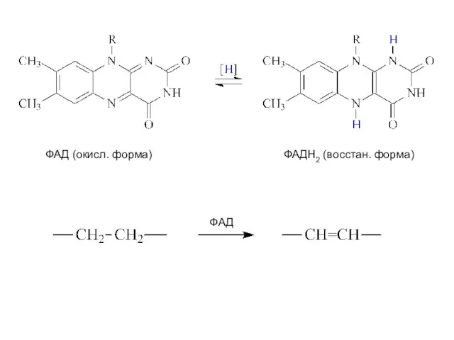 ФАД (окисл. форма) ФАДН2 (восстан. форма) ФАД
