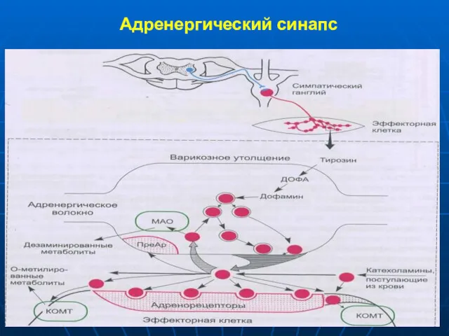 Адренергический синапс