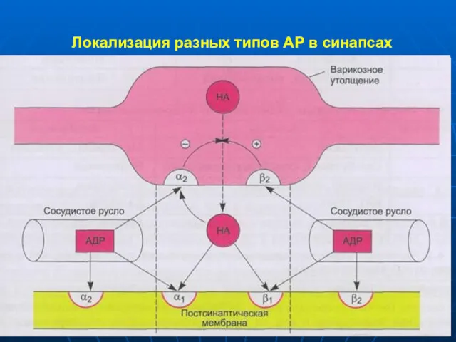 Локализация разных типов АР в синапсах