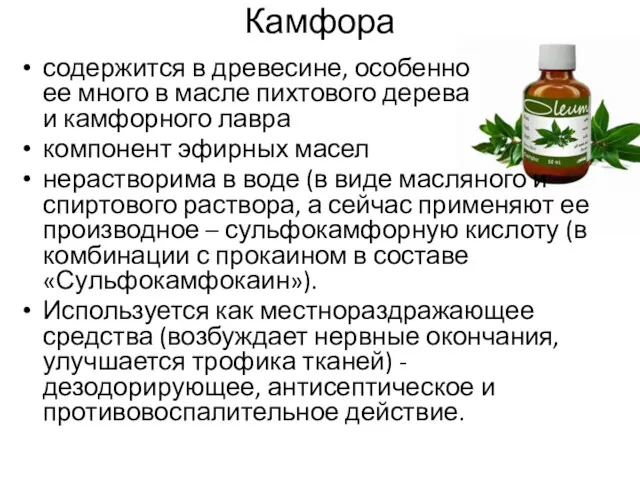 Камфора содержится в древесине, особенно ее много в масле пихтового