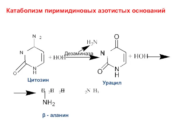 Катаболизм пиримидиновых азотистых оснований Цитозин Урацил β - аланин Дезаминаза
