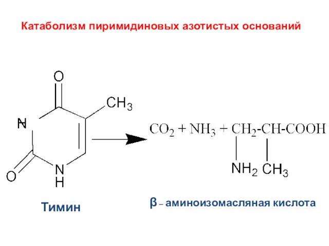 Катаболизм пиримидиновых азотистых оснований Тимин β – аминоизомасляная кислота