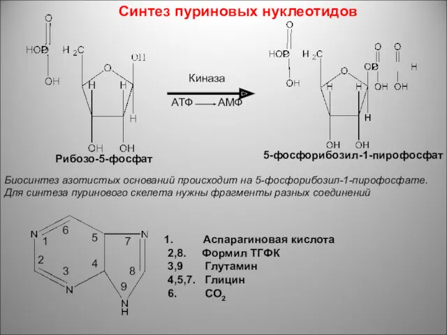 Синтез пуриновых нуклеотидов Киназа АТФ АМФ Рибозо-5-фосфат 5-фосфорибозил-1-пирофосфат Биосинтез азотистых