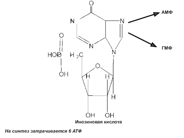 Инозиновая кислота На синтез затрачивается 6 АТФ АМФ ГМФ