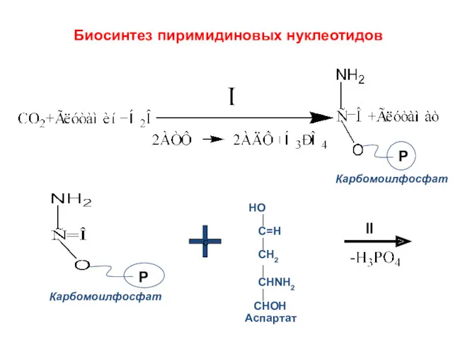 Биосинтез пиримидиновых нуклеотидов Р Карбомоилфосфат с II Аспартат