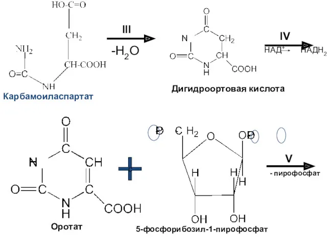 III -H2O IV НАД+ НАДН2 Карбамоиласпартат Дигидроортовая кислота Оротат с 5-фосфорибозил-1-пирофосфат V - пирофосфат