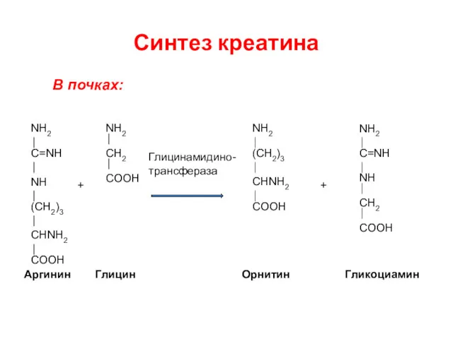 Синтез креатина NH2 C=NH NH (CH2)3 COOH CHNH2 + NH2