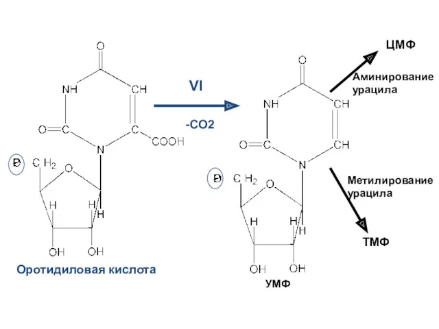 VI -CO2 ЦМФ ТМФ Метилирование урацила Аминирование урацила Оротидиловая кислота УМФ