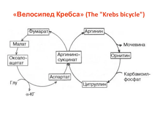 «Велосипед Кребса» (The "Krebs bicycle")