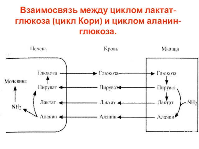 Взаимосвязь между циклом лактат-глюкоза (цикл Кори) и циклом аланин-глюкоза.